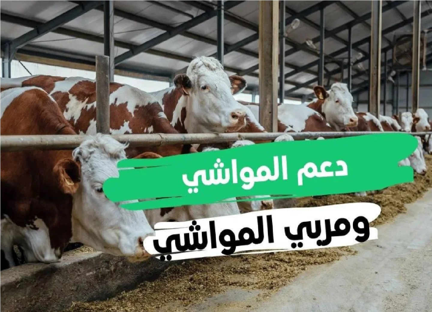 الاستعلام عن دعم المواشي عبر النفاذ الوطني 1445 ومتي يتم نزول الدعم وزارة البيئة والمياه والزراعة” توضح