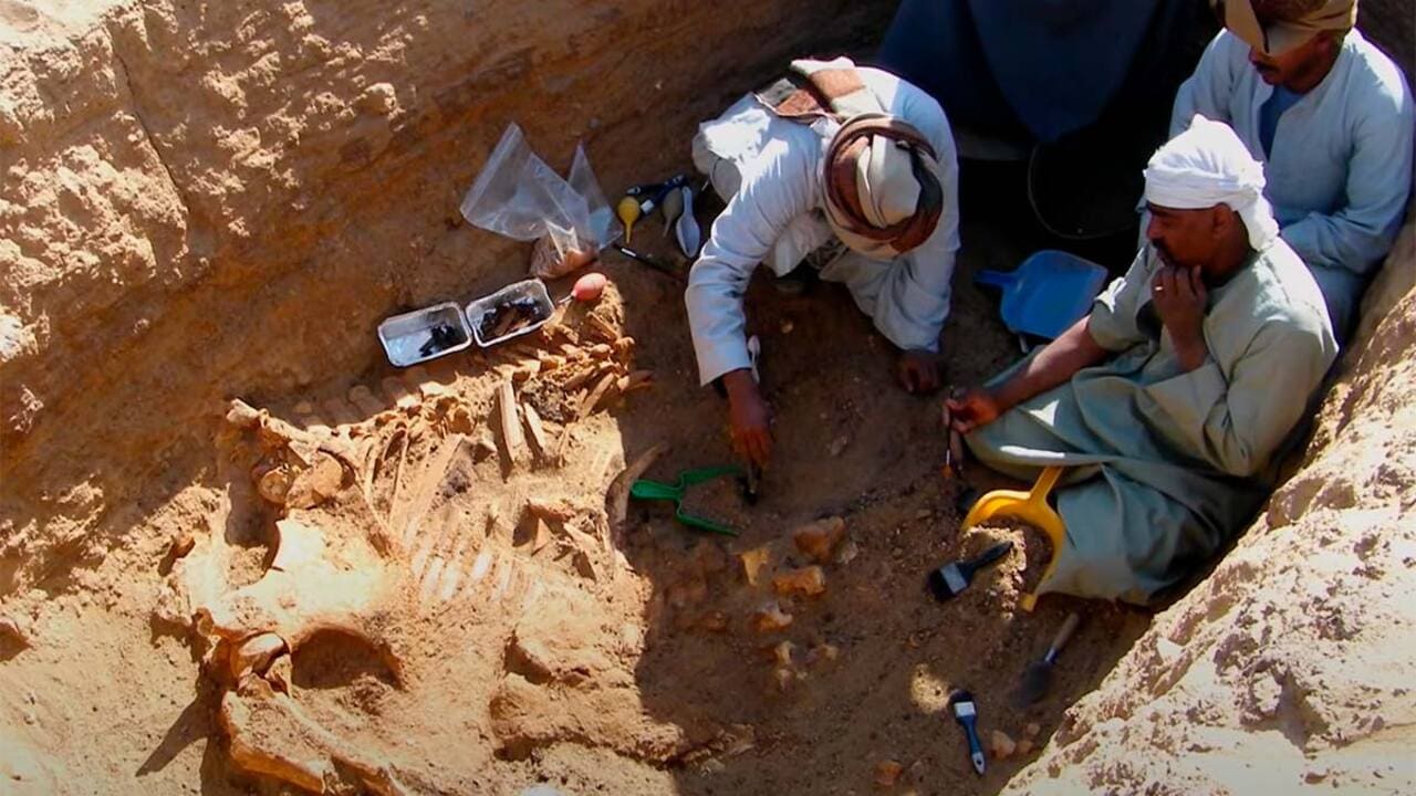 أخبار حديقة الحيوان ومن الذي قام بإنشاء حديقة الحيوان هل هم المصريون القدماء