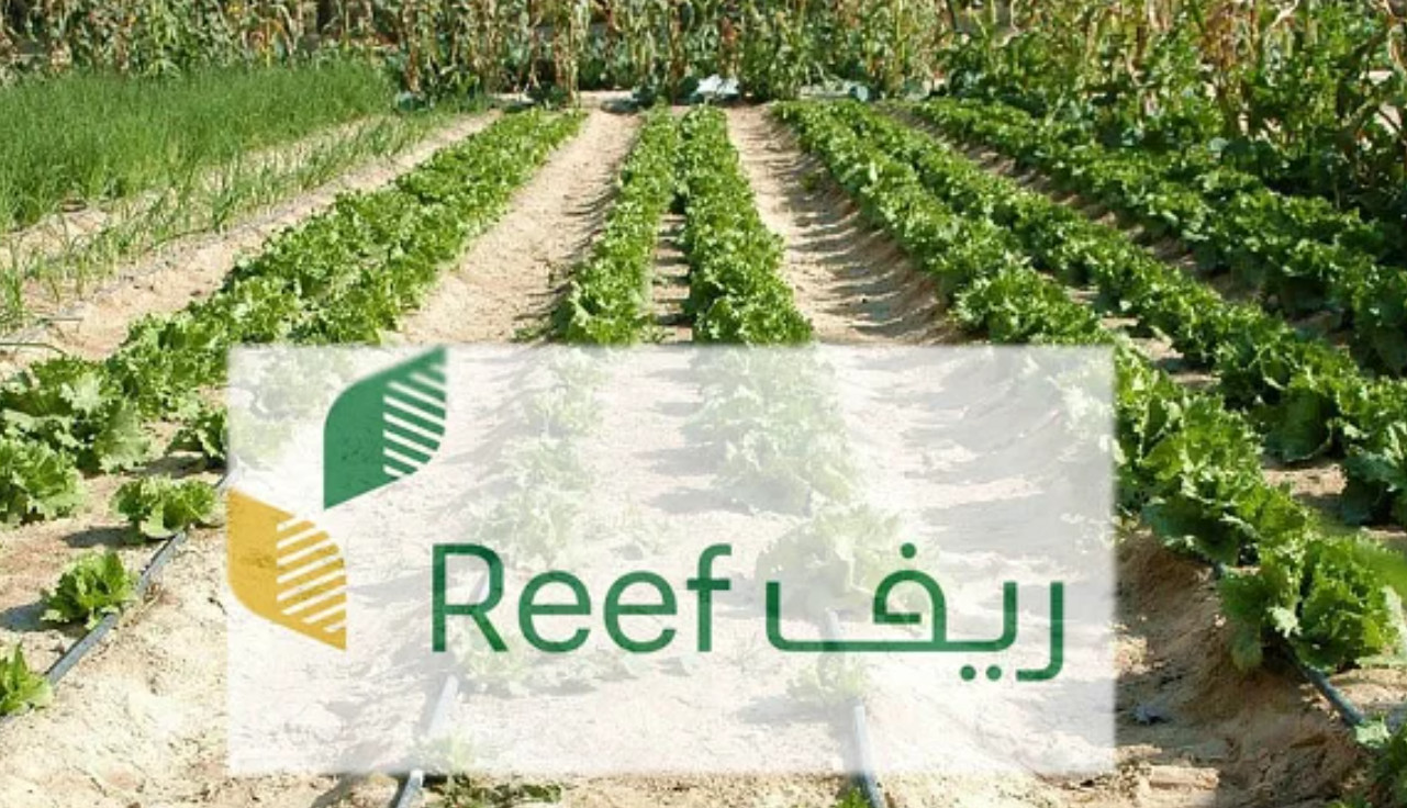 موعد صرف دعم ريف 1445 للأسر المنتجة وشروط الاستحقاق والحالات التي يتم إيقاف الدعم فيها