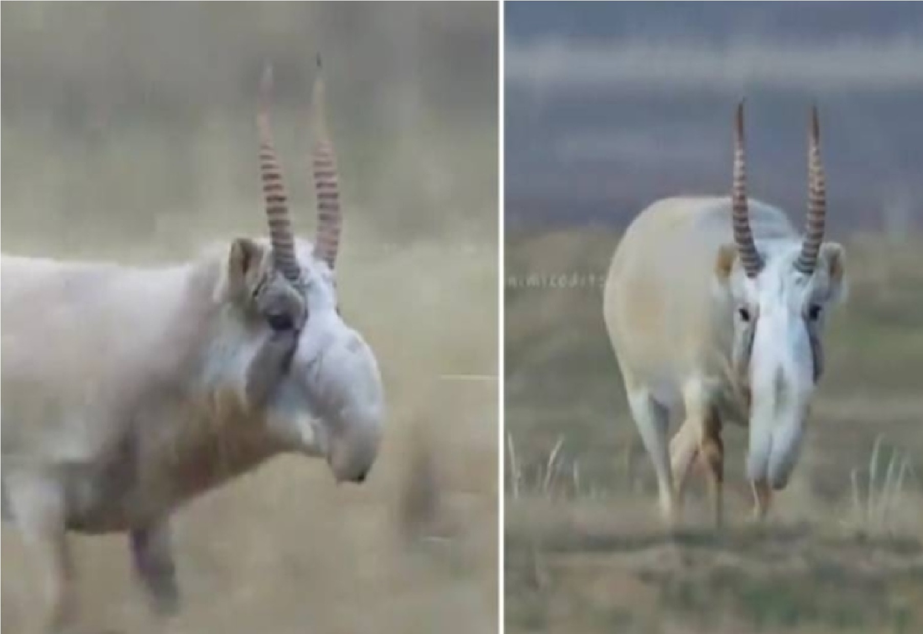 مقطع فيديو يظهر حيوان غريب يشبه الماعز والخراف يلفت انتباه المغردين والكشف عن اسمه يثير الفضول