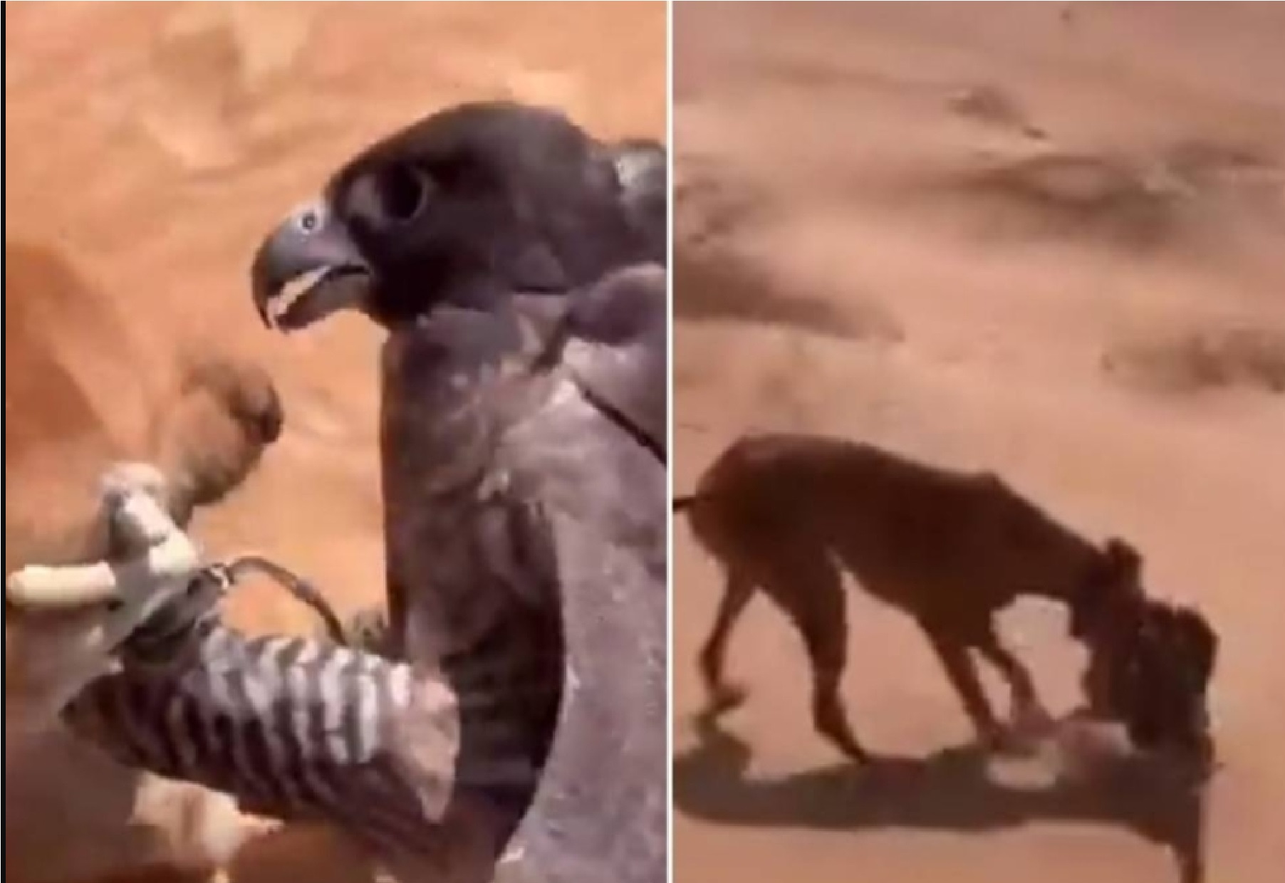 بالفيديو صقار يوثق نزاعًا غير متوقع بين صقر وكلب سلوقي لاصطياد أرنب
