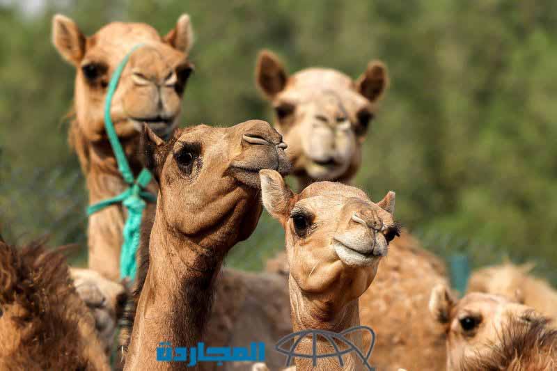ما هو الحيوان الذي يصوم رمضان مثل البشر؟.. إليكم إجابات الجمهور “فيديو”
