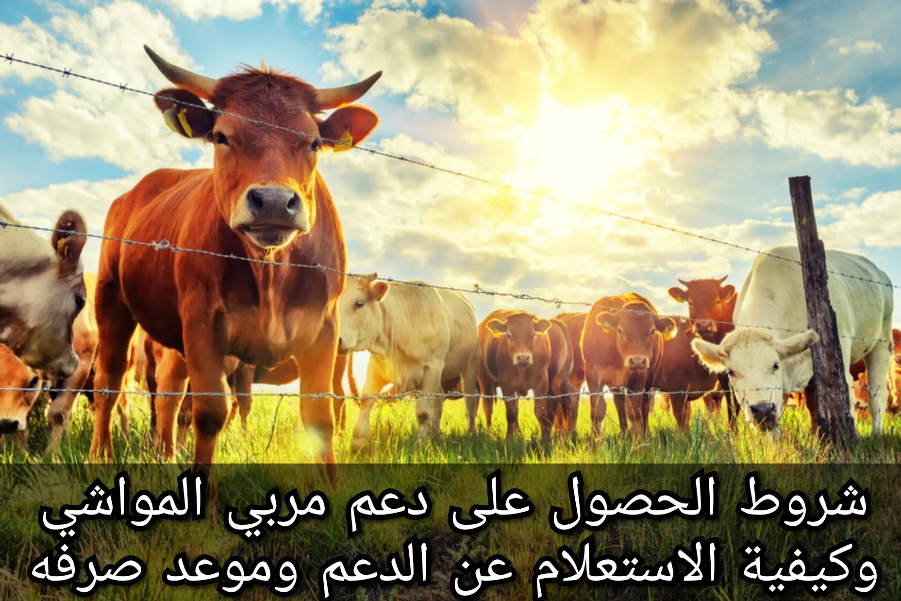وزارة البيئة والزراعة توضح.. كيفية استعلام أهلية دعم المواشي 1445 | رابط التسجيل في برنامج دعم المواشي 1445