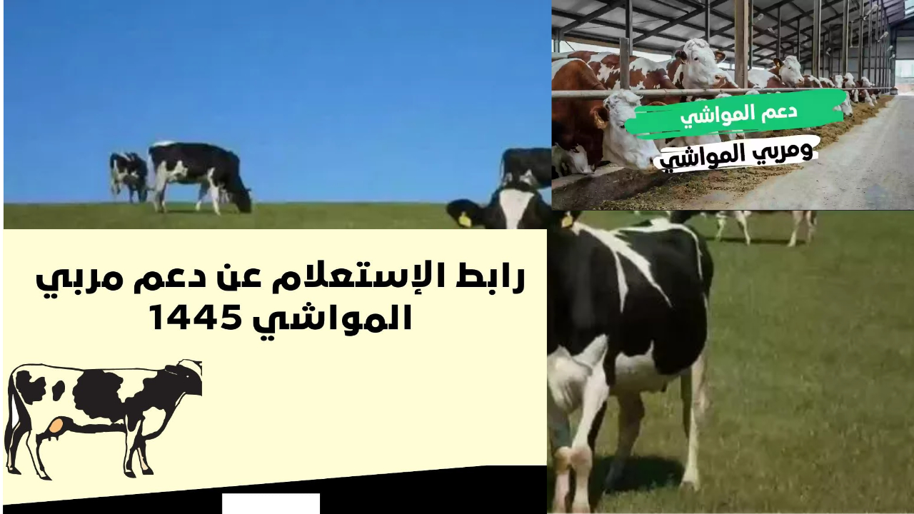 خطوة بخطوة الاستعلام عن دعم المواشي برقم الهوية 1445وأهم الشروط المطلوبة
