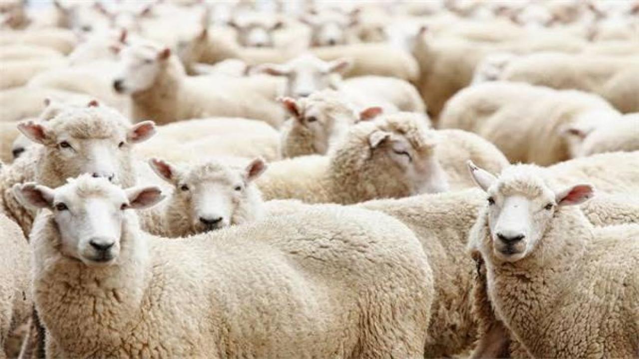 اسعار الاضاحي في الكويت 2024 بالدينار الكويتي .. منافذ بيع الأضاحي في الكويت