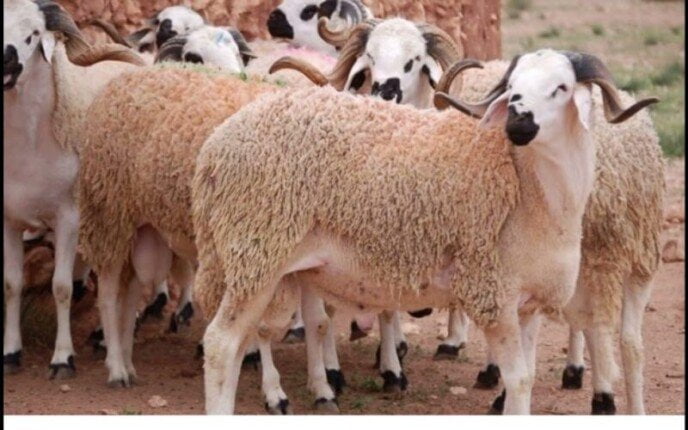 كم سعر الهدى في بنك الراجحي 2024 🐑🐄🐂؟! شوف كم سعر الهدي في الحج 1445 الآن اخر اخبار اسعار الاضاحي