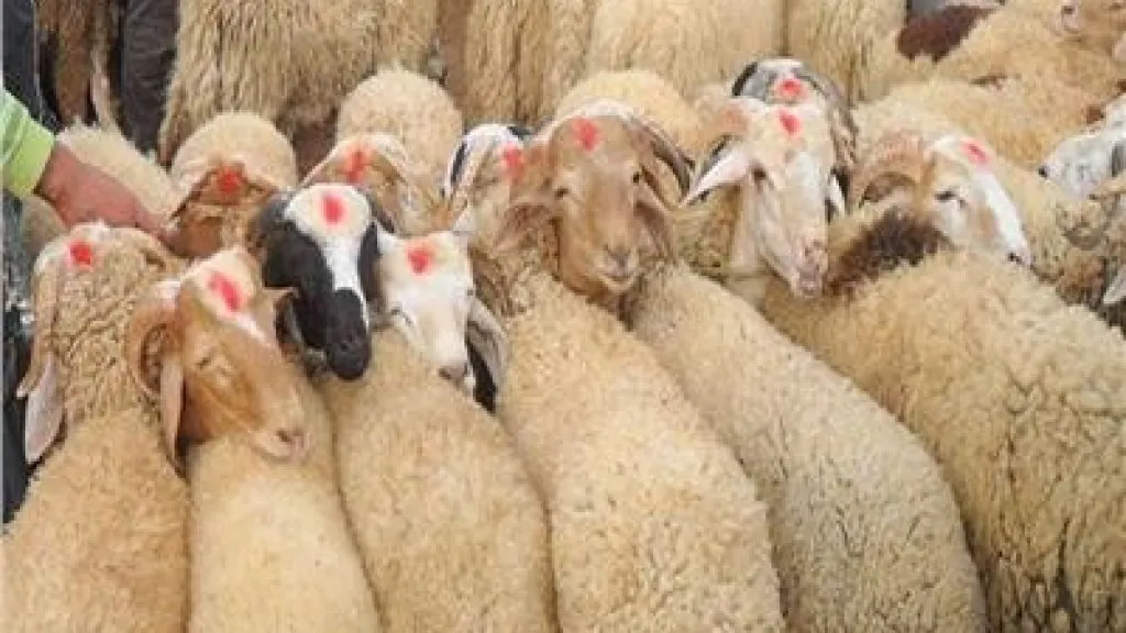 كم سعر الهدي في الحج 2024 هل ارتفت اسعار الهدي 🐑🐄🐂؟ 𝒩𝒪𝒲 سعر صك الأضحية في السعودية 2024