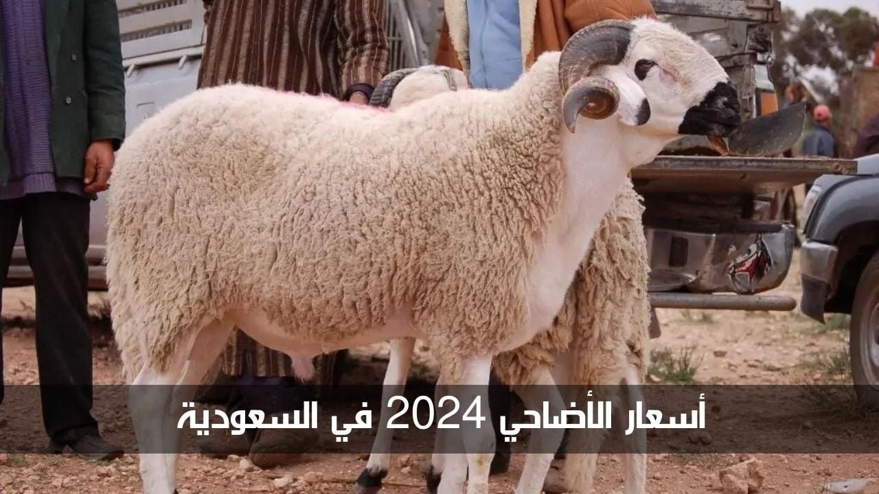 “الحق اشتري بأسعار تنافسية”.. أسعار الأضاحي في السعودية وأماكن بيعها 1445
