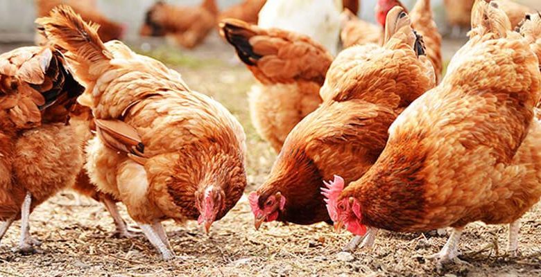 استقرار ملحوظ في أسعار بورصة الدواجن اليوم بتاريخ 4 ديسمبر 2025